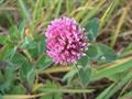 red clover